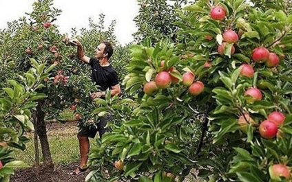 Locuitorii de vară experimentați spun cum să crească un măr dintr-o sămânță
