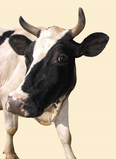 Optimizarea reproducerii și conservării productivității lactatelor la bovine în fermele de lactate -