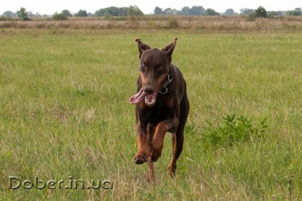 Caracteristicile lui Dobermann