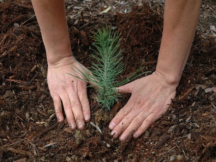 Caracteristici de plantare răsaduri