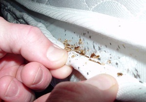 Poison din bug-uri cele mai eficiente remedii toxice și folk