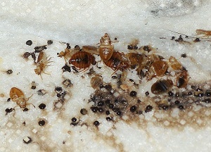 A bogarakkal szembeni mérgezés a leghatékonyabb toxikus és népi gyógymód