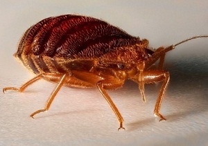 A bogarakkal szembeni mérgezés a leghatékonyabb toxikus és népi gyógymód