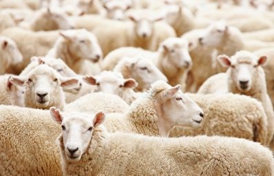 Creșterea ovinelor și creșterea caprinelor