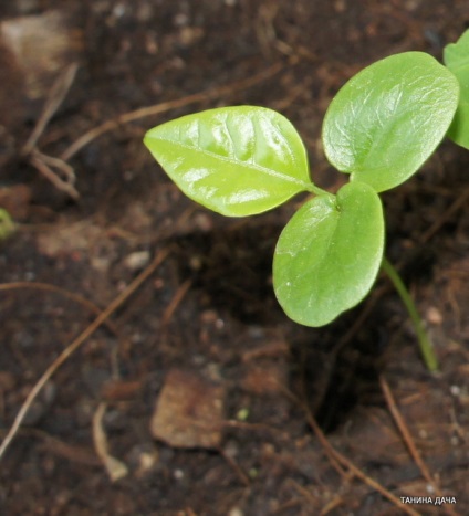 Floarea pasiunii (felul - fructul pasiunii)