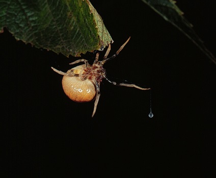 Spider prind pradă cu bolas