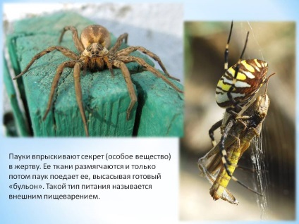 Spiderii injectează secret (substanță specială) în sacrificiu - prezentare 126256-23