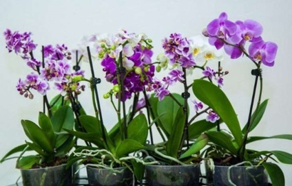 Transplantul de orhidee phalaenopsis la domiciliu cu o fotografie