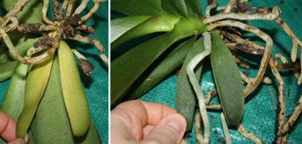 Transplantul de orhidee phalaenopsis la domiciliu cu o fotografie