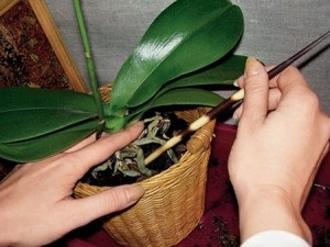 Phalaenopsis orchidea-átültetés otthoni fotó- és videó utasításokat lépésről lépésre