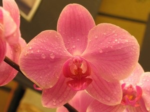 Phalaenopsis orchidea-átültetés otthoni fotó- és videó utasításokat lépésről lépésre