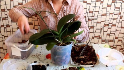 Transplantul de orhidee phalaenopsis la domiciliu cu o fotografie