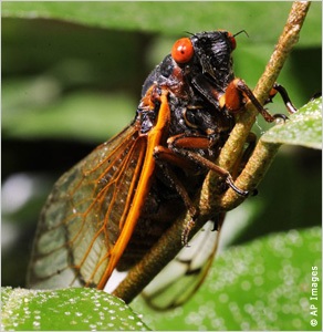 Periódusos cicadák és prímszámok - scisne