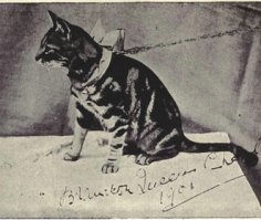 A világ első macskabemutatója