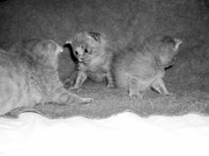 Primele zile de viata a nou-nascutilor - pisicile de tip Scottish Fold