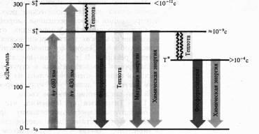 Pigmenti de cloroplast - biologie