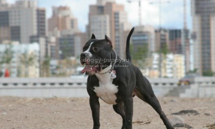 Caracteristicile rasei Pitbull Terrier, fotografia și prețul