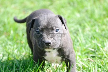 Caracteristicile rasei Pitbull Terrier, fotografia și prețul