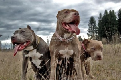 Caracteristicile rasei Pitbull Terrier, fotografia și prețul