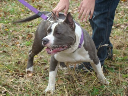 Caracteristicile rasei Pitbull Terrier, fotografia și prețul