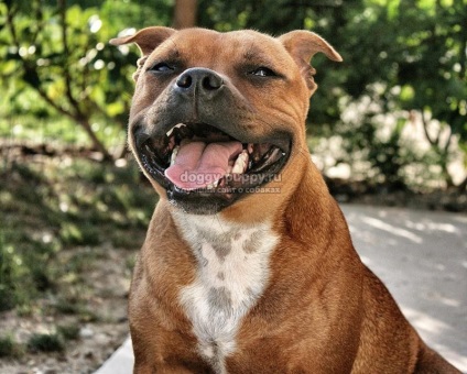 Caracteristicile rasei Pitbull Terrier, fotografia și prețul