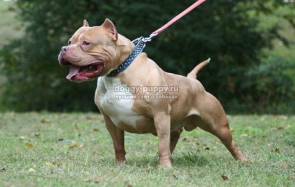 Caracteristicile rasei Pitbull Terrier, fotografia și prețul