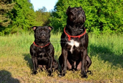 Caracteristicile rasei Pitbull Terrier, fotografia și prețul