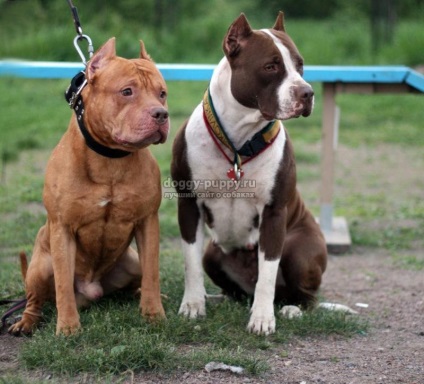 Caracteristicile rasei Pitbull Terrier, fotografia și prețul