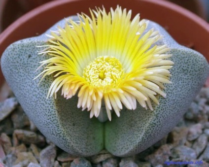 Pleiospilos - plantele mele de interior