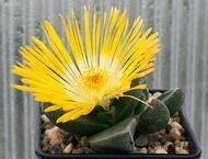 Pleyospilos (pleiospilos)