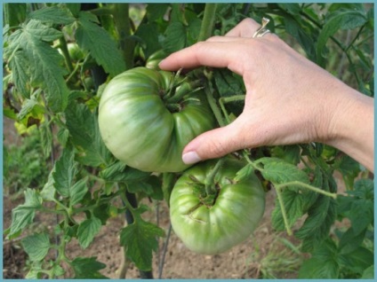 De ce tomatele se sparg in sera atunci cand se coace de ce se sparg rosiile in sera