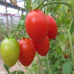 De ce tomatele se sparg in sera atunci cand se coace de ce se sparg rosiile in sera