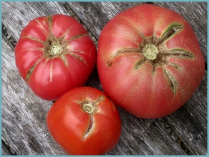 De ce tomatele se sparg in sera atunci cand se coace de ce se sparg rosiile in sera