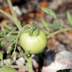 De ce tomatele se sparg in sera atunci cand se coace de ce se sparg rosiile in sera