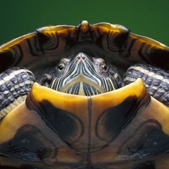 Miért van a teknős puha héja