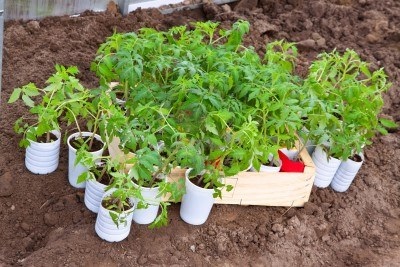 Tomatele pregătesc semințe pentru însămânțare, cresc răsaduri, pregătesc amestecul de sol pentru răsaduri
