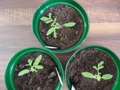 Tomatele pregătesc semințe pentru însămânțare, cresc răsaduri, pregătesc amestecul de sol pentru răsaduri