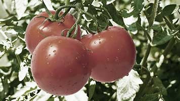 Tomate și acid boric și iod - știri online