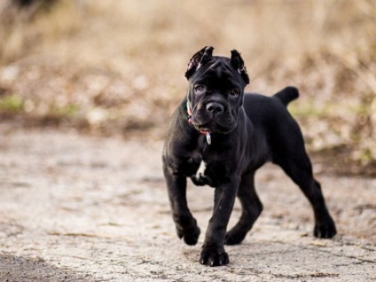 Kutya fajtája Cane Corso leírása, jellemzése, gondozása és nevelése a kiskutya karakterével