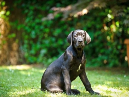 Kutya fajtája Cane Corso leírása, jellemzése, gondozása és nevelése a kiskutya karakterével