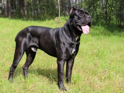 Câine de câine Cane Corso descriere, caracterizare, îngrijire și educare a caracterului catelului