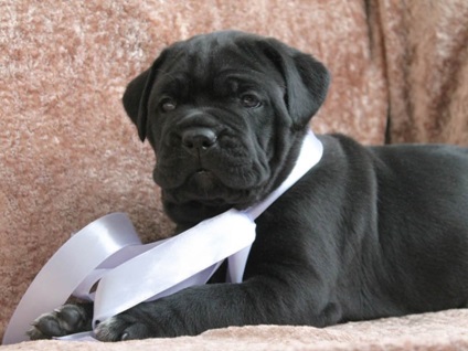 Câine de câine Cane Corso descriere, caracterizare, îngrijire și educare a caracterului catelului