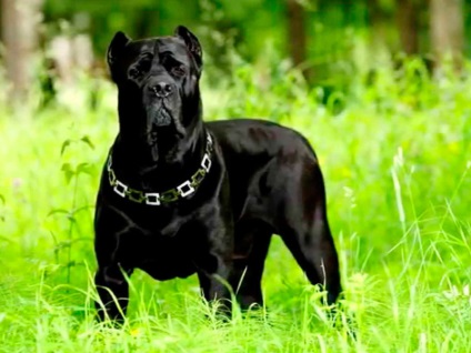 Câine de câine Cane Corso descriere, caracterizare, îngrijire și educare a caracterului catelului