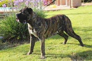 Câine de câine Cane Corso descriere, caracterizare, îngrijire și educare a caracterului catelului