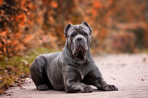 Câine de câine Cane Corso descriere, caracterizare, îngrijire și educare a caracterului catelului