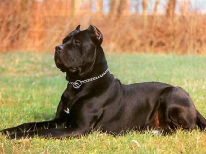 Câine de câine Cane Corso descriere, caracterizare, îngrijire și educare a caracterului catelului