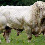 Rase de vaci și tauri de carne direcție, caracteristici bovine