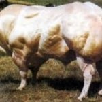 Rase de vaci și tauri de carne direcție, caracteristici bovine