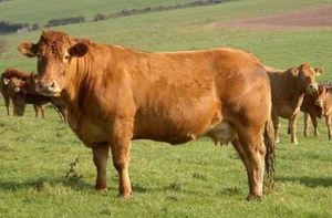 Rase de vaci și tauri de carne direcție, caracteristici bovine