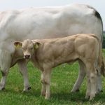 A tehenek és bikák húsa, a szarvasmarha jellemzői